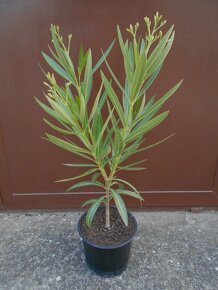 Oleander biely plnokvetý - 5