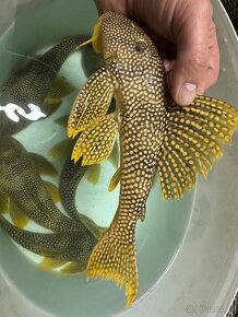 L014 Scobinancistrus aureatus - 5