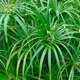 Šachor striedavolistý - Cyperus alternifolius - 5