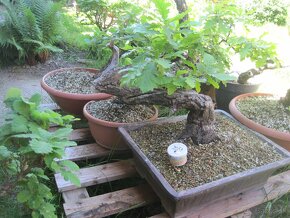 bonsai,bonsaj-DUBY - 5