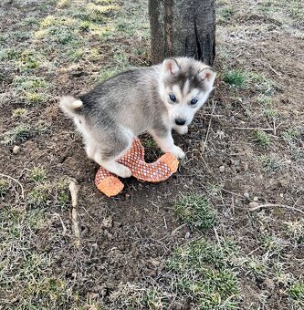 Šteniatka sibírsky Husky - 5