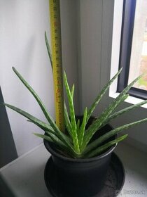 Aloa pravá - Aloe vera - 5