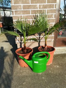 Washingtonia Robusta - rychlorastuca palma - 5