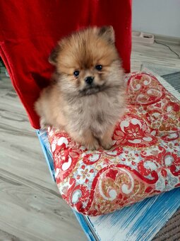 Pomeranian ,špic - 5