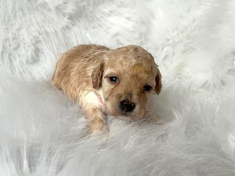 Maltipoo šteniatka,  pudel,  maltezák. - 5