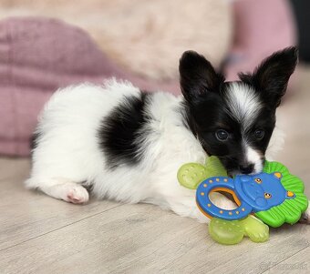 Papillon s PP - psík (malé spoločenské plemeno) - 5