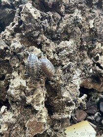 Porcellio leavis Milkback, Rovnakonôžky, Isopods - 5