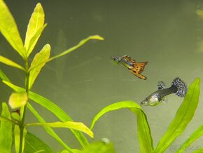 Gupky dúhové 15ks mladé 1,5cm - 5