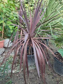 Cordyline Austrális Red star - 5