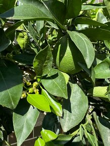 Pomaranč, mandarinka, citrus. Citrus Reticulata a Sinensis - 5