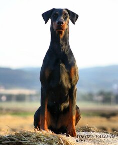 Doberman s PP - 5