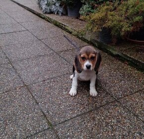 Bígel, Bígl, Beagle - 5