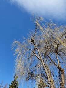 Opiľovanie a spiľovanie rizikových stromov, Arboristika - 5