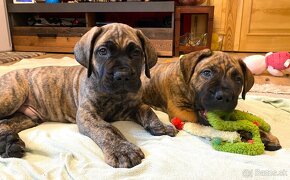 Boerboel štěňata sPP (FCI) - 5