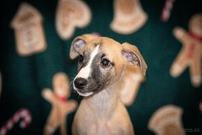 Whippet, vipet - 5