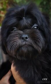 Shih Tzu (chlapec) - 5