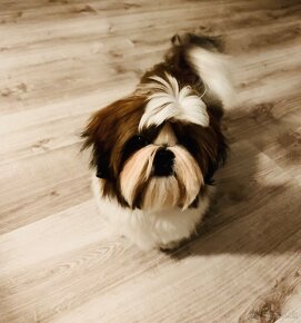 Shihtzu s PP - 5