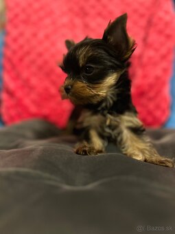 Yorkshire terrier, York s PP - 5