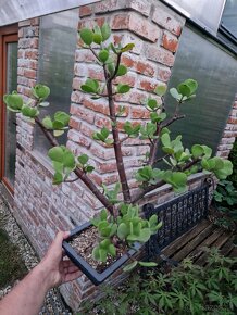 Stary velky bonsai vzacna forma velke listy Portulacaria - 5