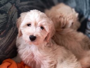 Maltipoo - 5