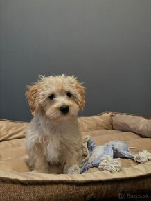 Maltipoo - 5