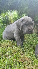 Cane corso šteniatká - 5