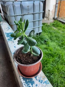 Predám tučnolisty, crassula ovata - 5