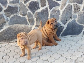 Shar-pei - 5