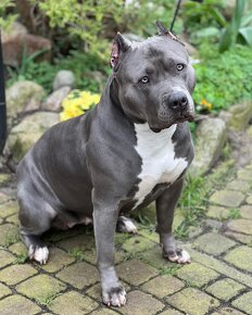 American bully XL ( krytie ) - 5