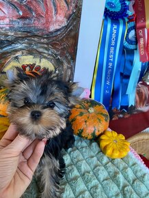 Mini Yorkshire Terrier, york, Yorkshire, Jorksir - 5