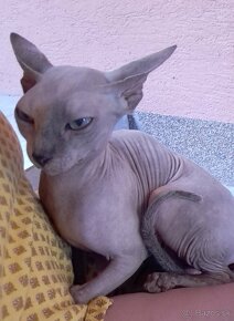 Sphynx - 5