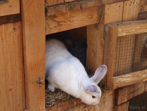 králiky z voľného výbehu a voliéry- ideálne na chov - 5