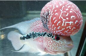 Flowerhorn male VIP SRD - 5