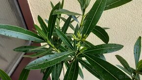 Oleander/ oleandre - 5