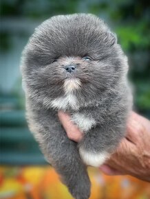 Pomeranian black - 5