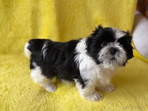 Shih-tzu - 5