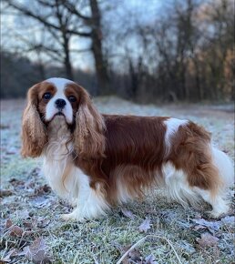 cavalier king charles spaniel - 5