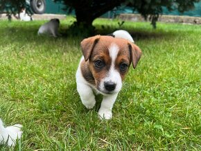 Jack russell terier - 5