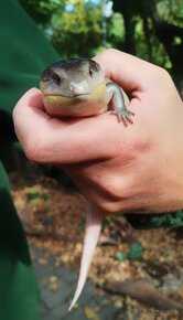 Tiliqua scincoides chimaera - 5