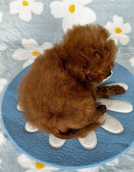 Toy pudel - toy pudlík - red toy poodle - 5