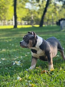 American Bully Pocket - 5