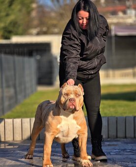 American bully xl, pitbull xxl merle tricolor - 5