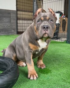 American Bully pocket - 5