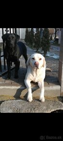 Labradorsky retriever - 5