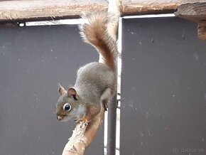 kanadské veveričky - 5