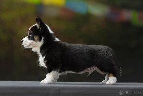 Welsh corgi cardigan steniata. - 5