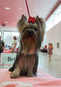 Jorkšírsky teriér, Yorkshire Terrier, Yorkshirsky Terrier - 5