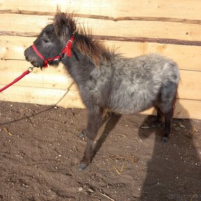 Žrebec mini shetland pony "CARLOS" - 5