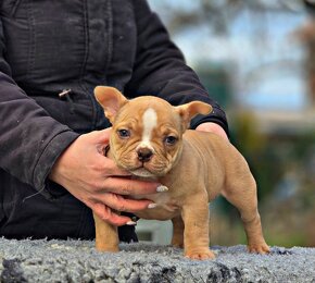 American Bully PP ABKC - 5