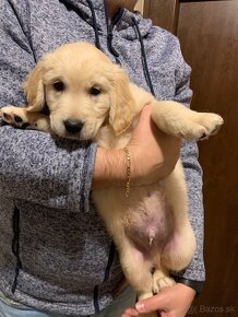 Predam Šteniatka Golden Retriever - 5